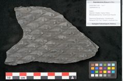 Foto (Objekt + Etikett) von Lepidodendron sp.  (NHMW-GEO-2024-0188-11030)